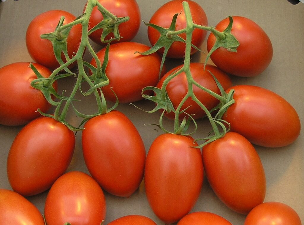Fresh roma tomatoes, tomato soup recipe 