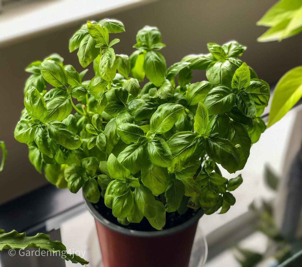 Basil tree