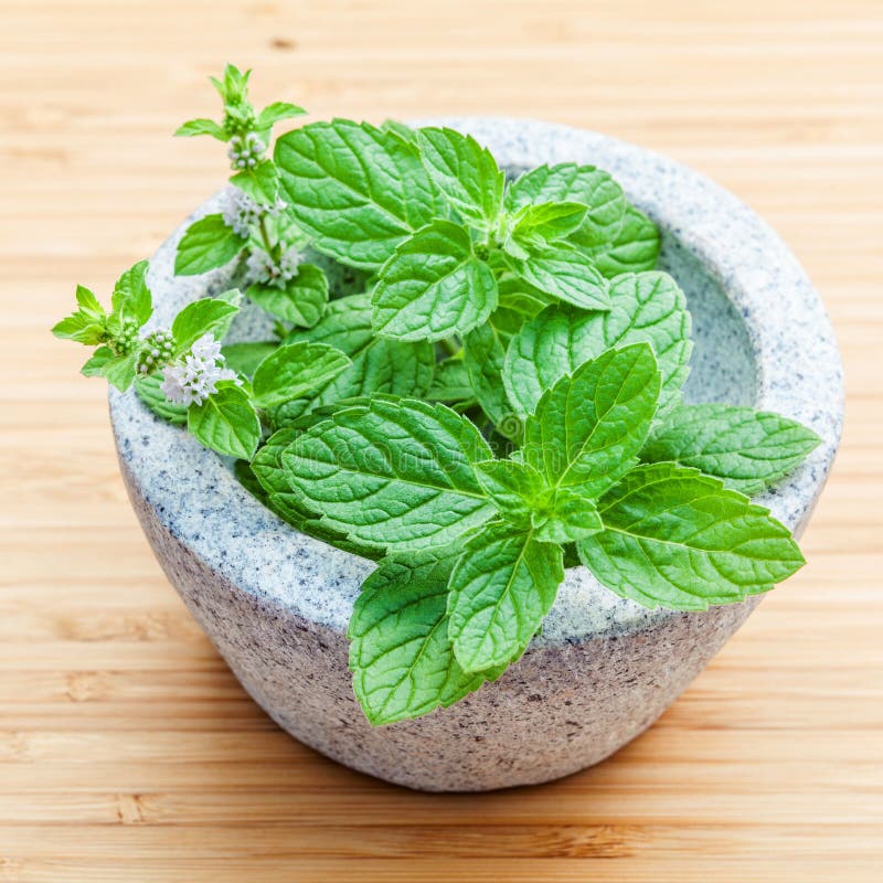 mint leaves in a pot 
